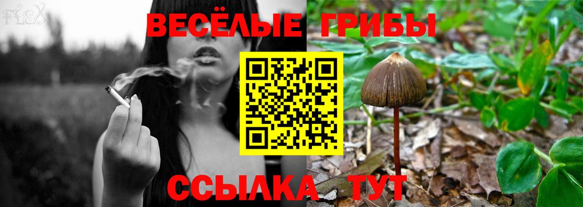Галлюциногенные грибы Psilocybine cubensis Прохладный